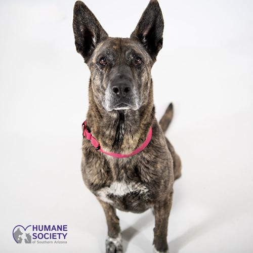 Adopt a friend: Lexi