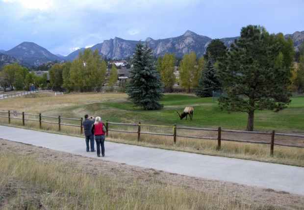 Elk are star attraction at Estes Park   