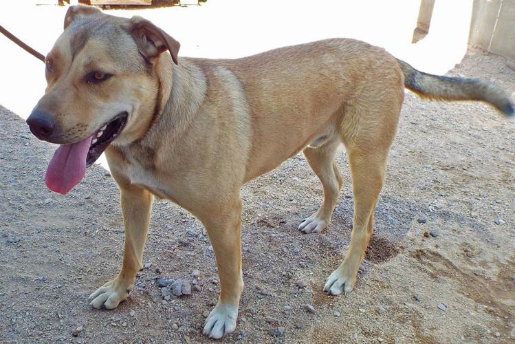 Adopt a friend: Lassiter