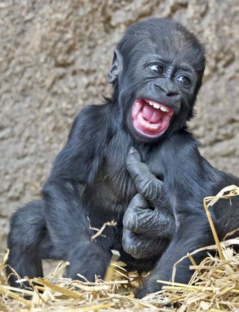 Baby zoo animals