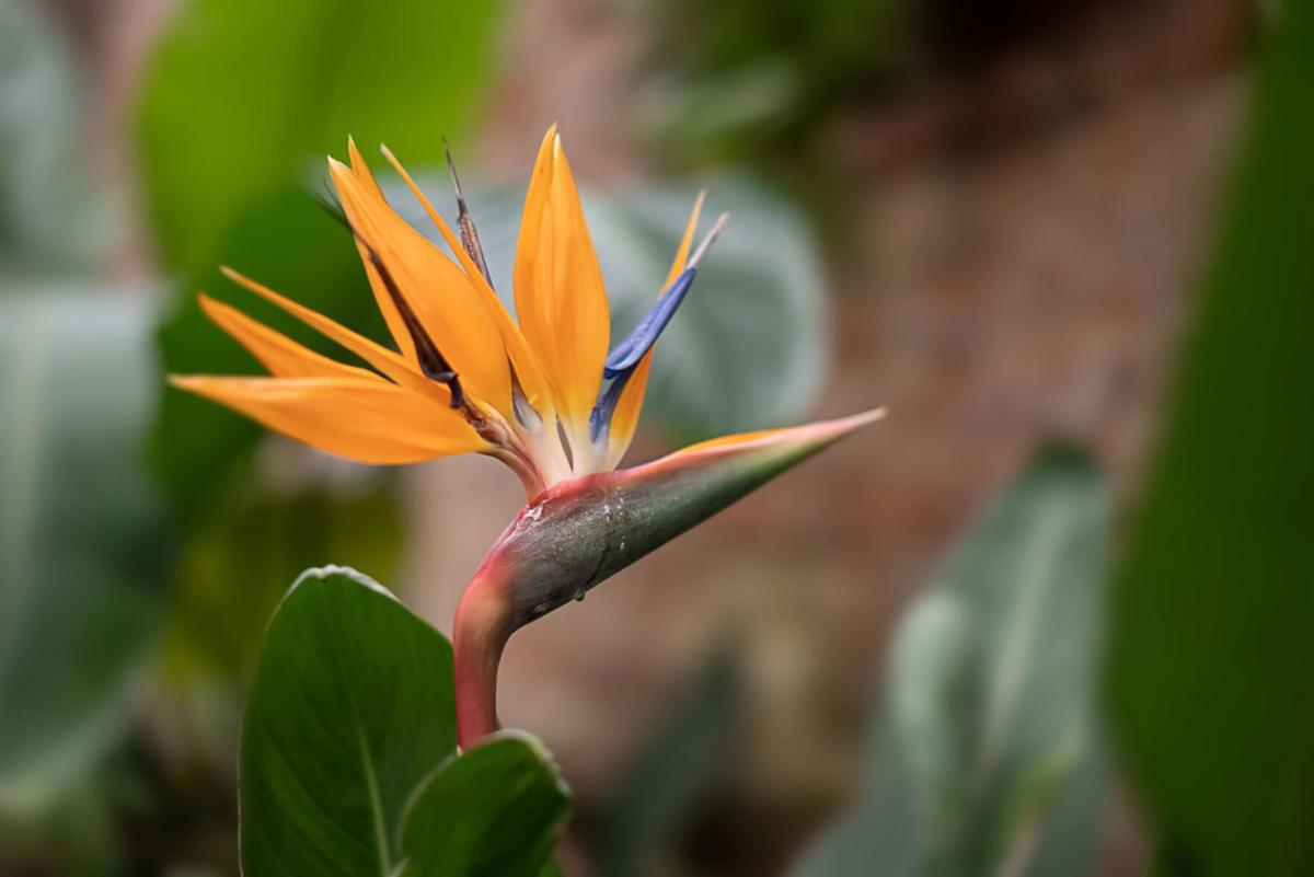 pruning mexican bird of paradise