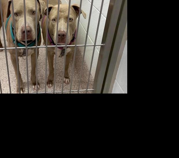 Adopt a friend: Reddit and Bella