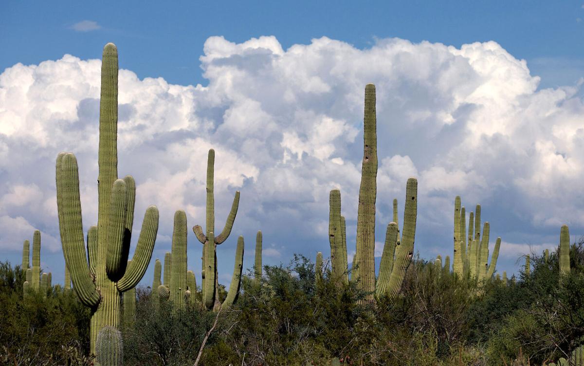 Tucson's dry year