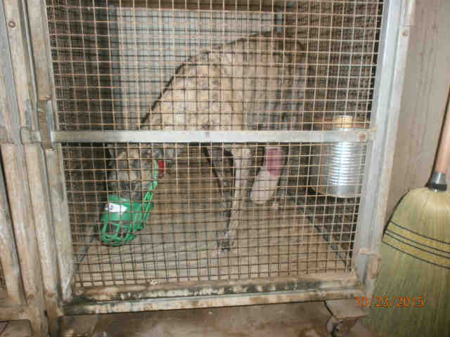 By Sierra Gold in her kennel at Tucson Greyhound Park