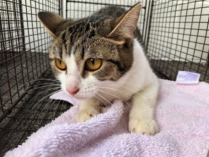 Cats removed from home