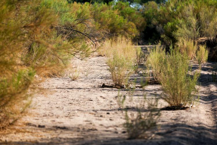River restorers target dry stretch of Santa Cruz through Sahuarita
