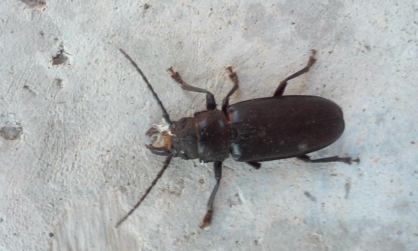 Readers' amazing insects