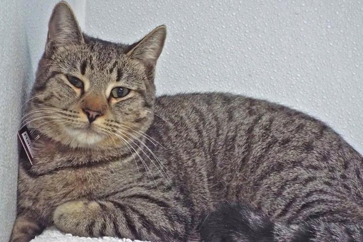 Adopt a friend: Rainy