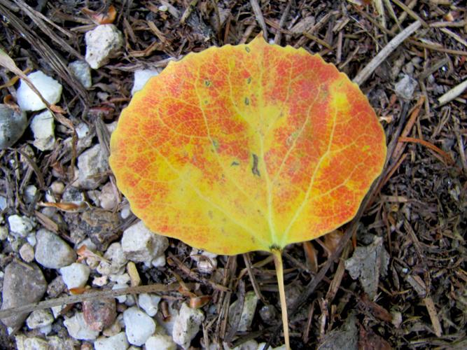 Aspen leaf