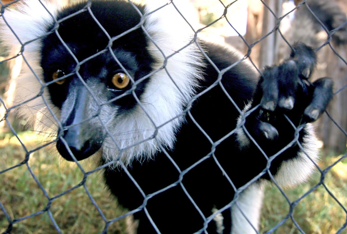 Reid Park Zoo Animal Series