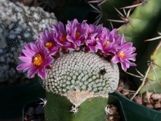 Odd progeny, when cacti intermarry    