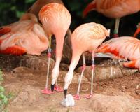 Una pareja de flamencos del mismo sexo logra incubar un huevo en un zoológico del Reino Unido