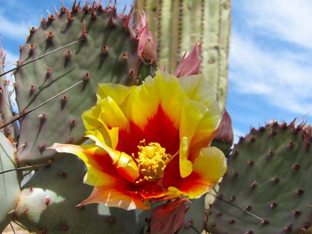 Cactus in bloom