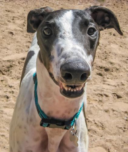 Adopt A Friend: Josh