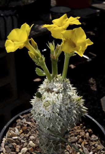 Succulent plants