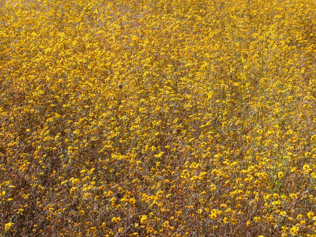 Southwest wildflowers