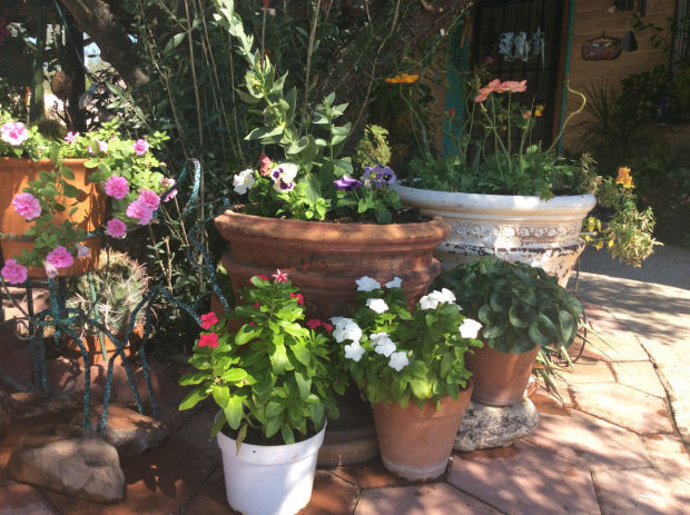Potted plants