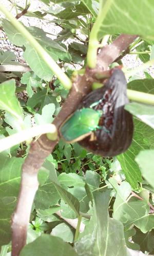 Readers' amazing insects