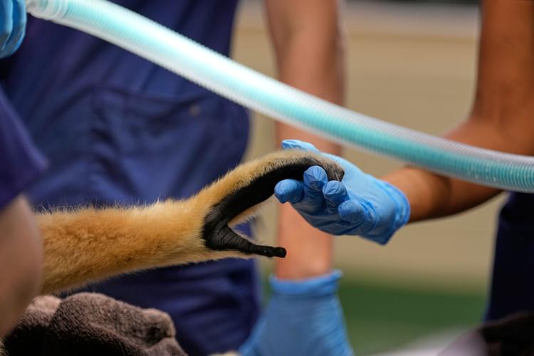 Zoos-Viewing Veterinarians