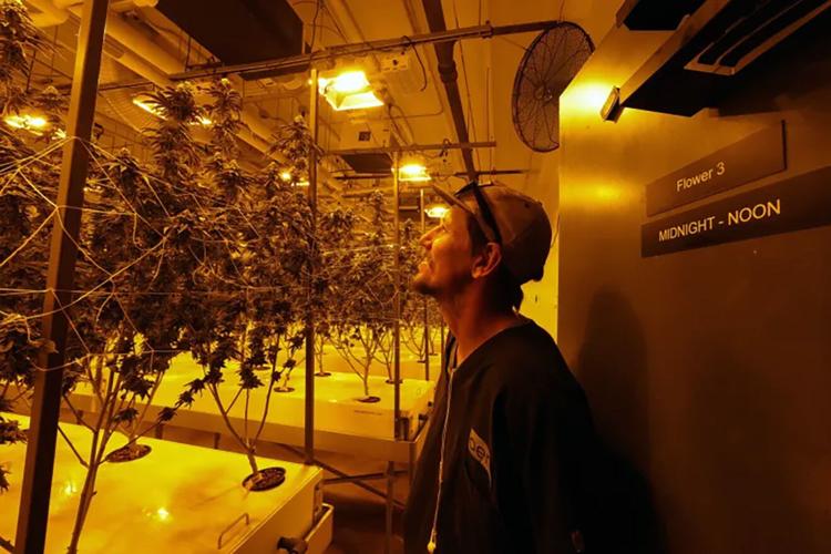 Arizona company pioneers aeroponic cannabis cultivation