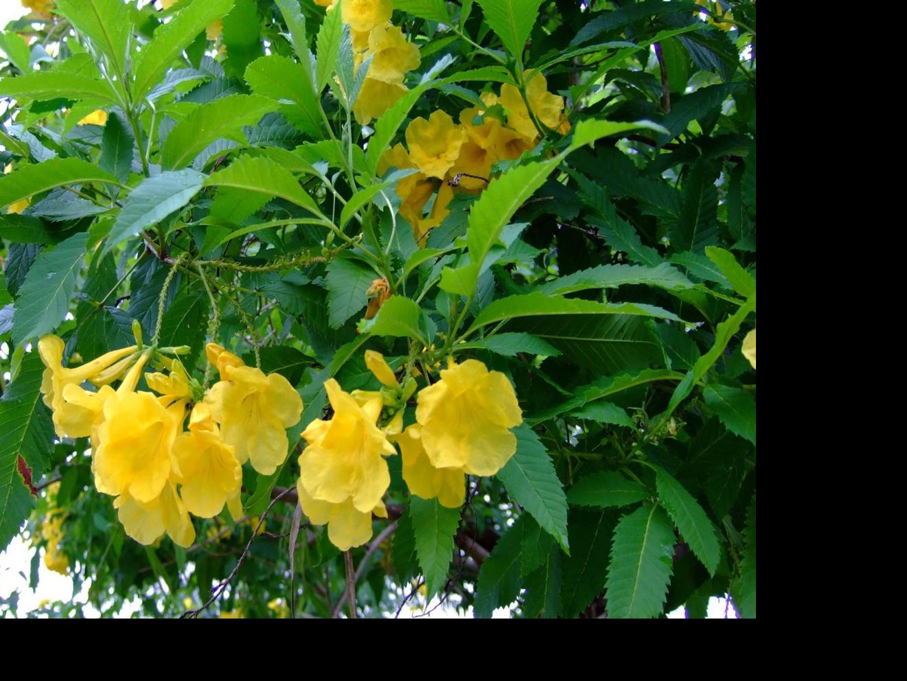 Yellow Bells Have Reputation For Being Tough Tucson Com