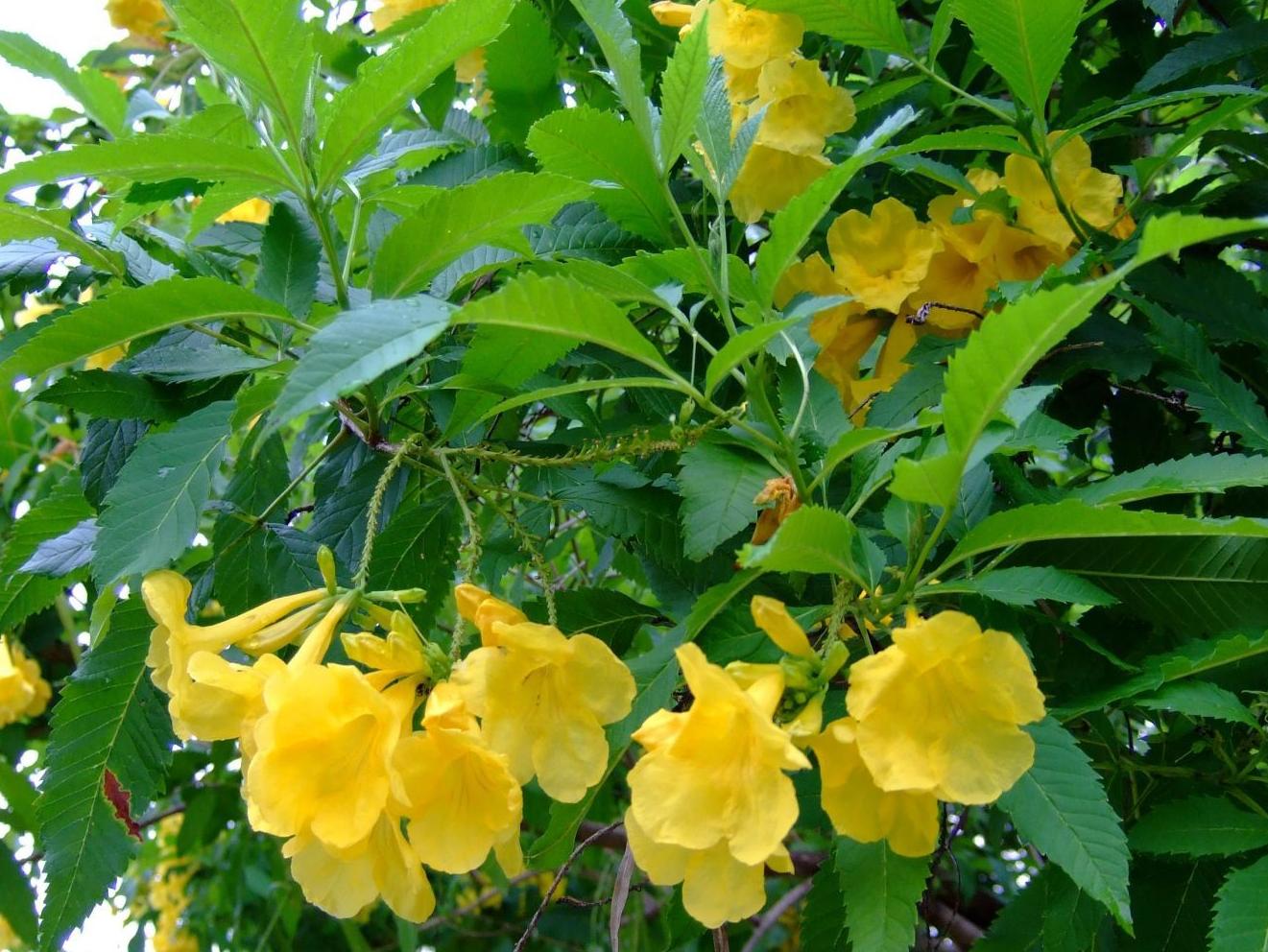 Yellow Bells Have Reputation For Being Tough Tucson Com