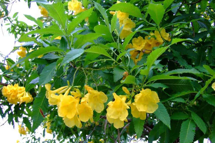 Yellow bells have reputation for being tough