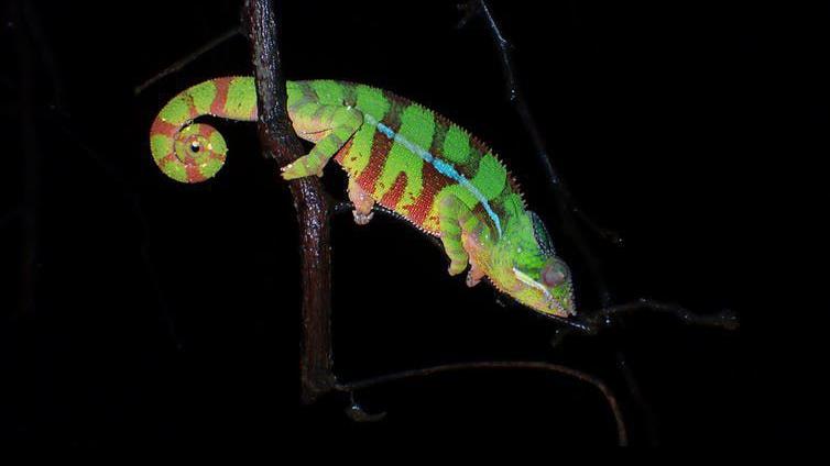 Curious Kids: Can chameleons change color when they sleep?