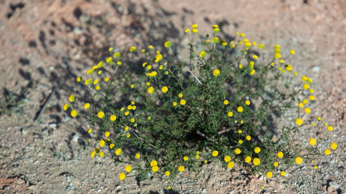 Stinknet Identification Stinknet: Identifying the plant threatening Arizona