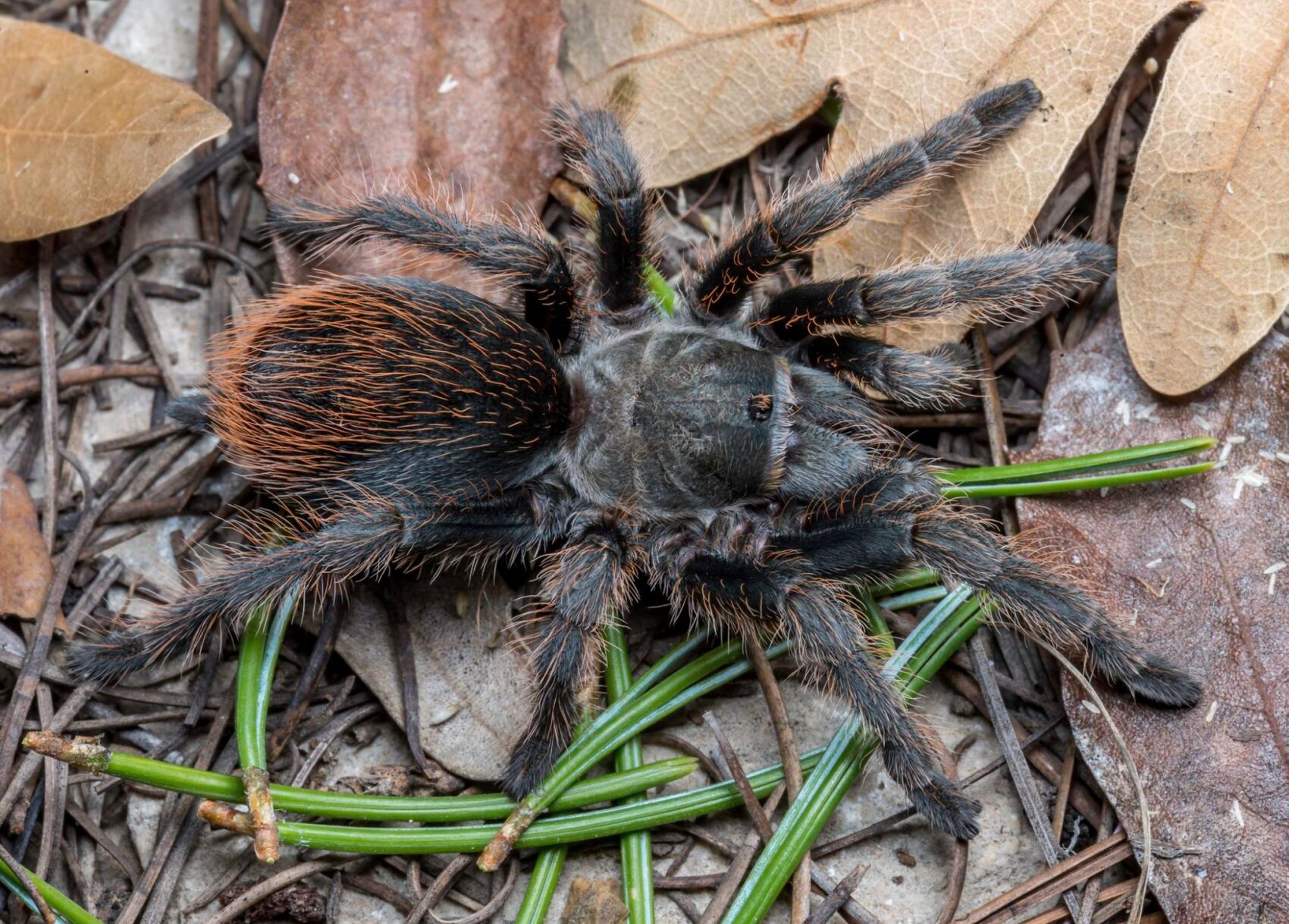 New tarantula species found in Arizona's warming sky islands