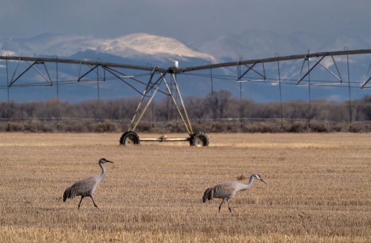 Sandhill cranes plot new paths to weather the warmer, drier West