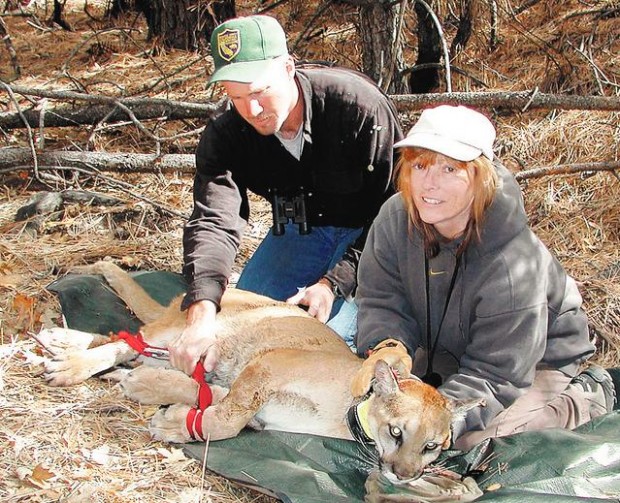 GPS collars may lead to saving lions  