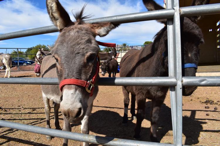 Burro racing? A nod to mining, Arizona communities embraces the competition