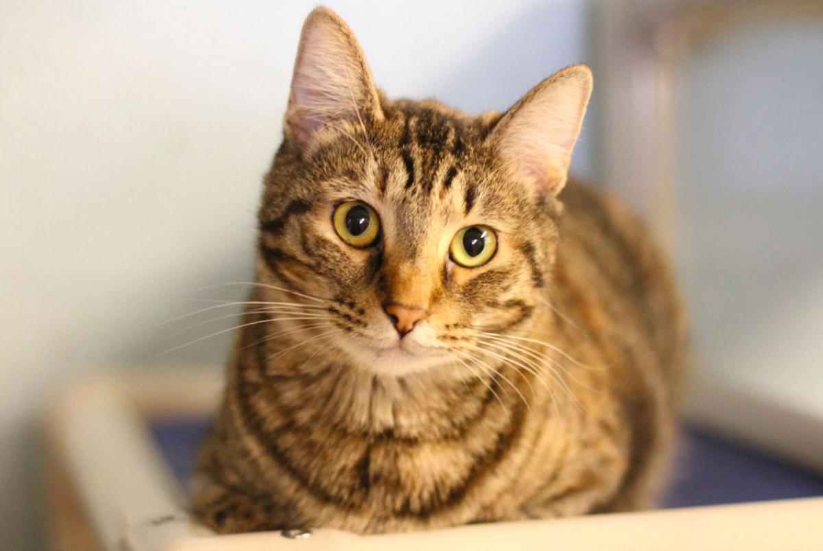Adopt A Friend: Jewel