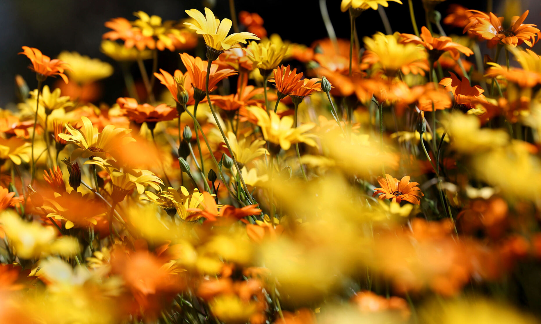 Mild, sunny weather in Tucson all weekend