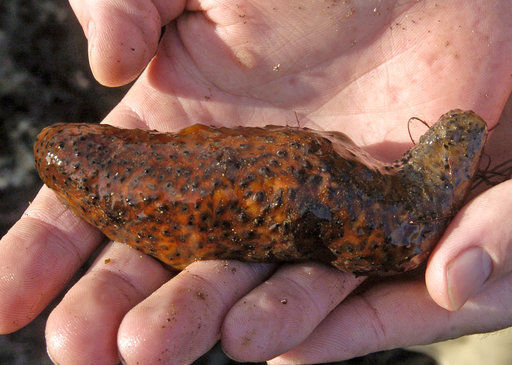 Charges shed light on sea cucumber smuggling