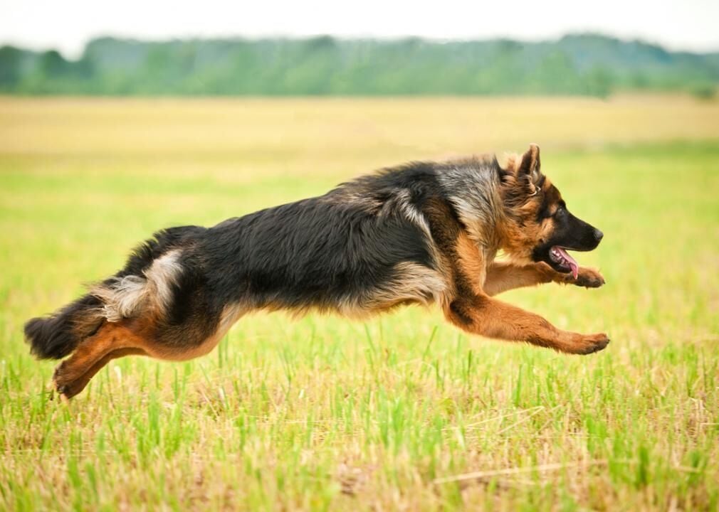 How fast can an anatolian best sale shepherd run