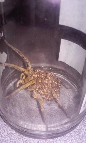 Readers' amazing insects