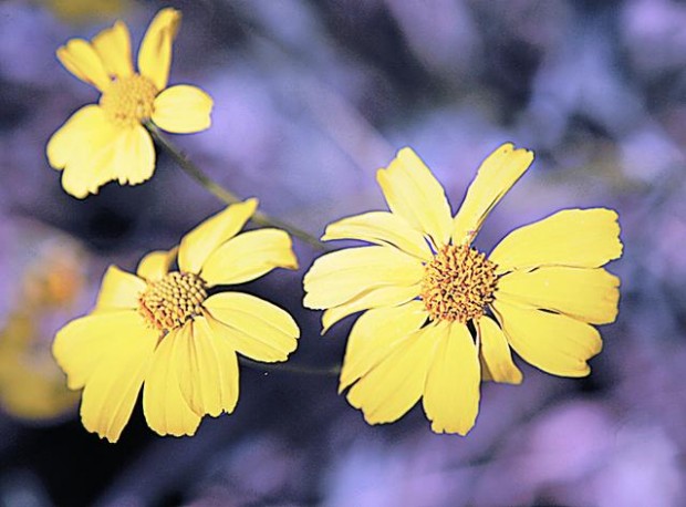 Wildflowers: Grow wild grow free  