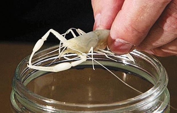 Israeli scientists find an ancient cave ecosystem  