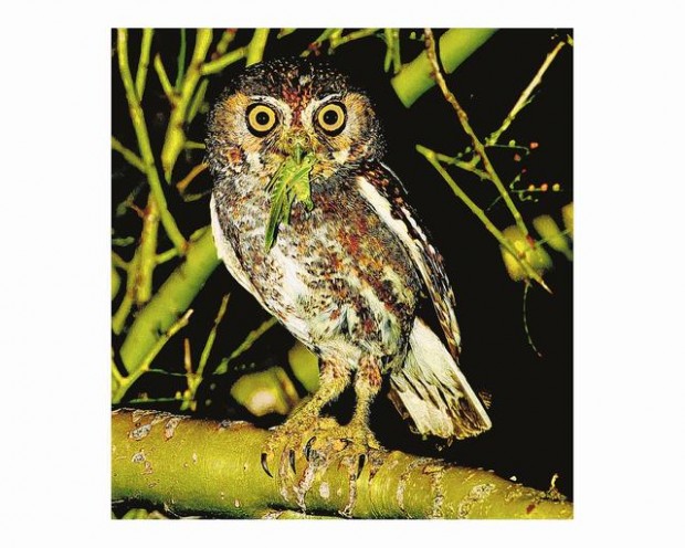 Survey: 5 must-see bird species live in S. Ariz.  