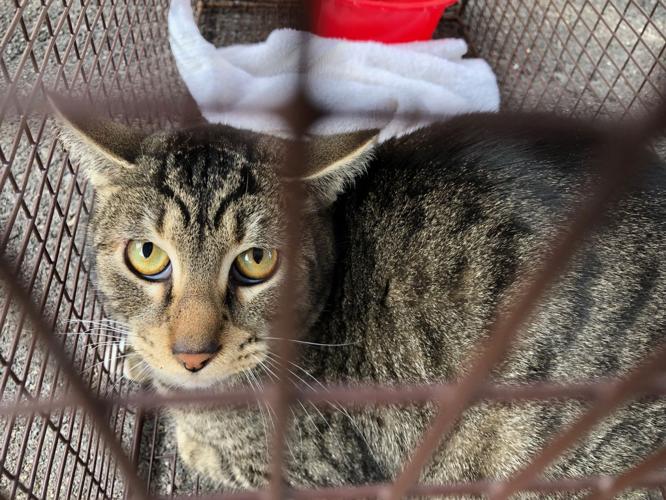 Cats removed from home