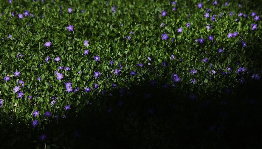 Las Cienegas National Conservation Area