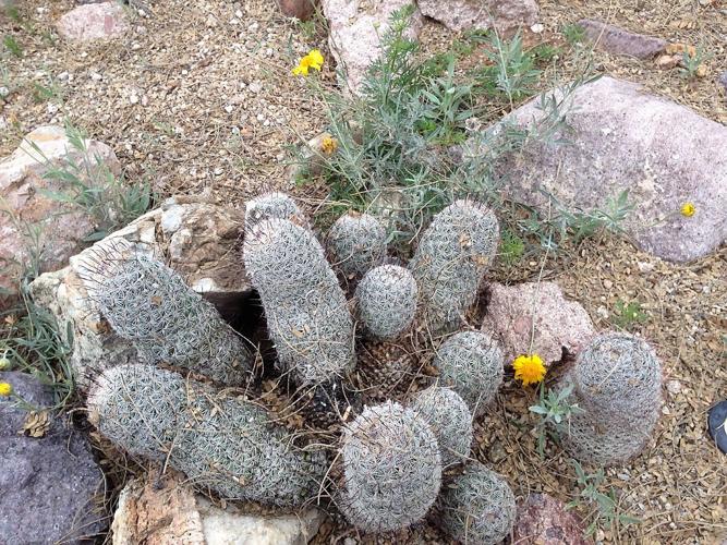 Mammillaria grahamii