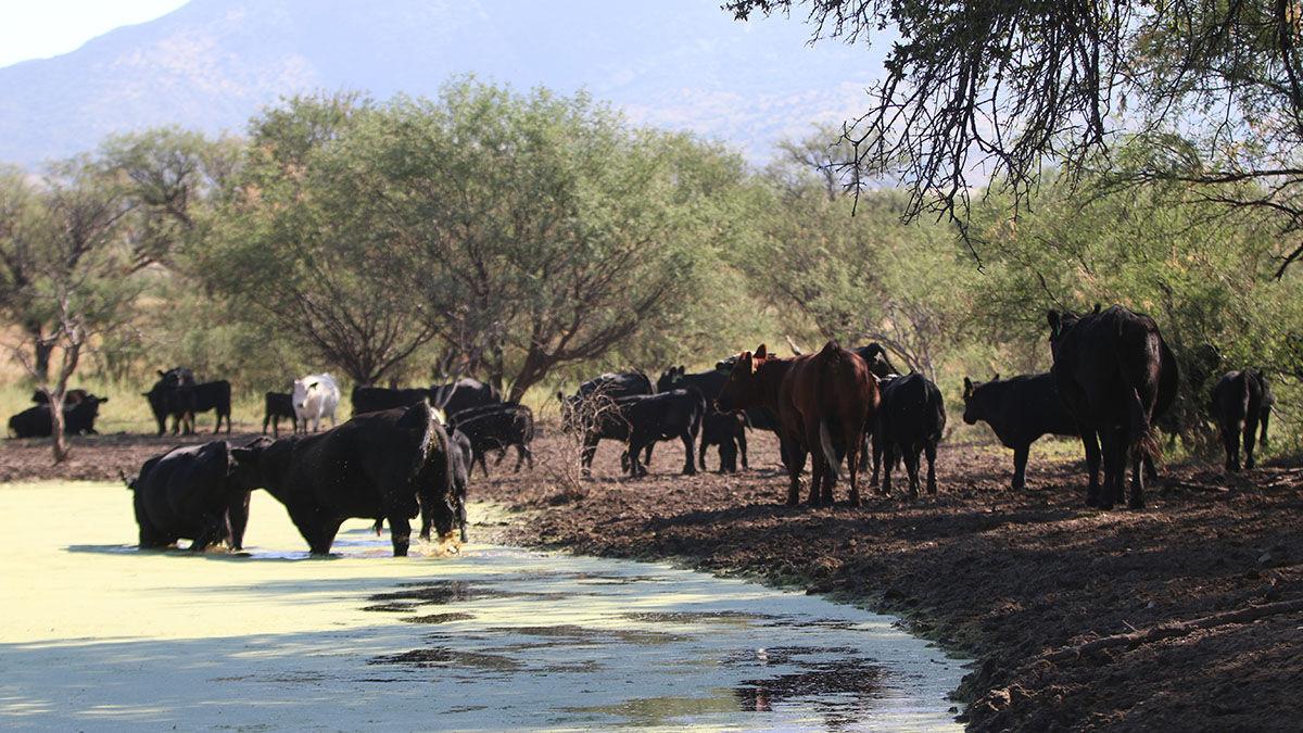 Buena Vista Ranch
