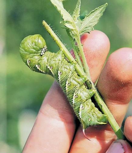 Growing appetite: Northwest-side farm can't keep up with demand for its produce  