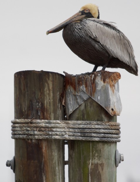 Animal shots of the week