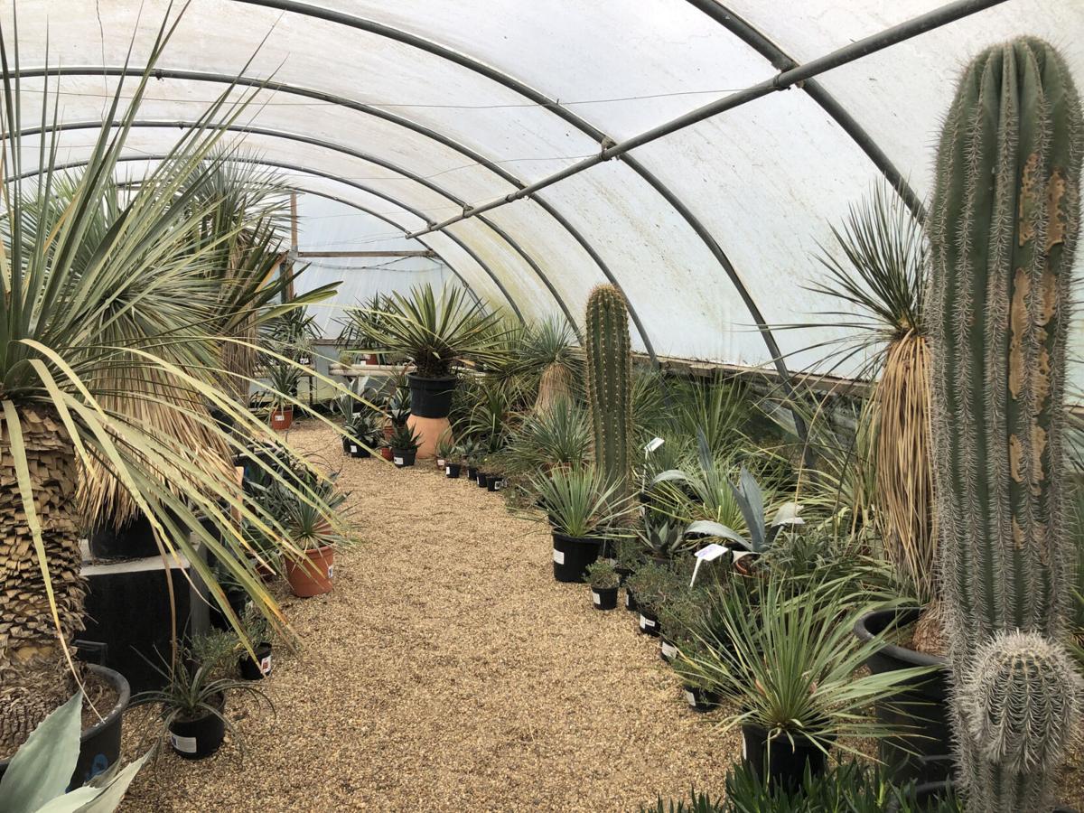 A greenhouse with cacti in a garden centre
