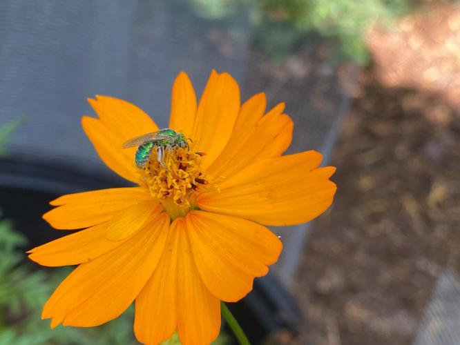 Cosmos is great for Arizona native bees Homegardening