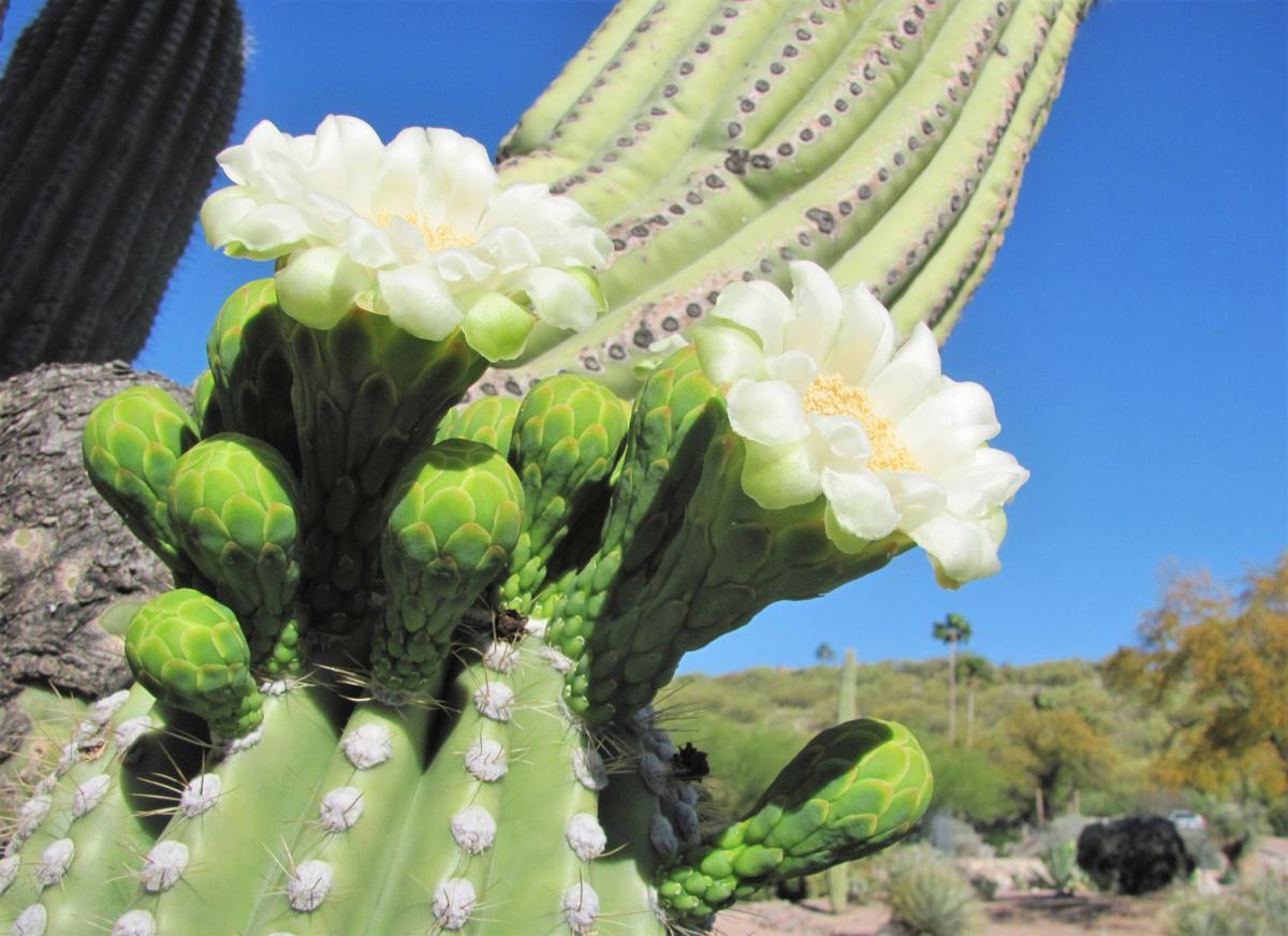 Blooming saguaro